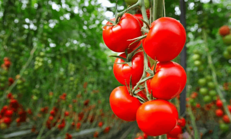 Domatesin Faydaları ve Zararları Nelerdir?